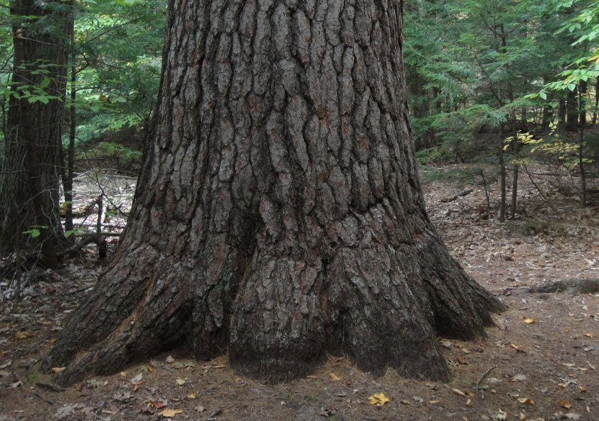 Bradford Pines Natural Area, New Hampshire, USA